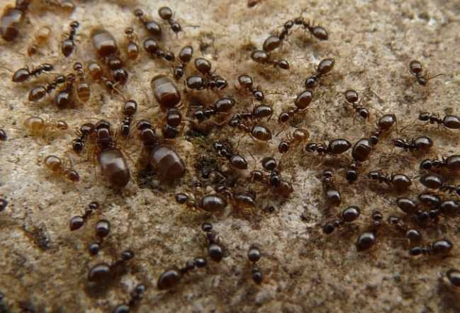 microformiche: Plagiolepis sp.